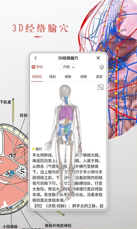 3Dbody解剖学游戏截图4