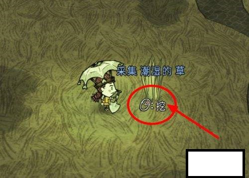 饥荒草怎么获得 如何移植草