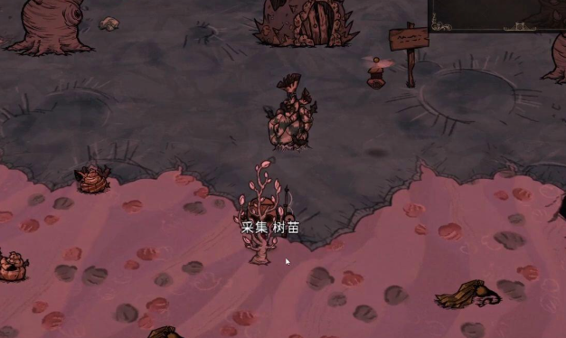 饥荒棕榈树苗有什么用