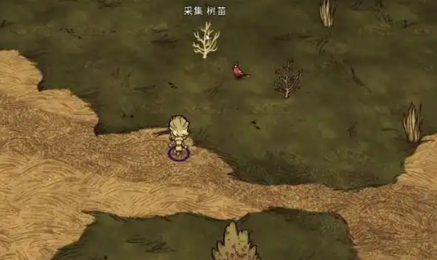 饥荒疙瘩树苗有什么用