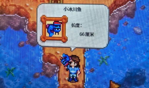 星露谷物语冬季鱼有哪些