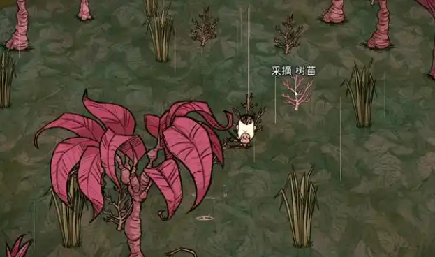 饥荒杀人蜂树苗有什么用 饥荒杀人蜂树苗有什么用
